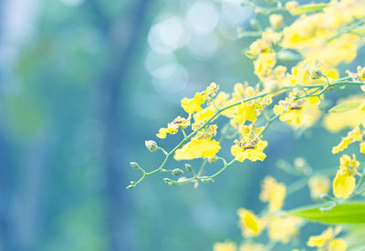 Close-up of yellow flowering plant