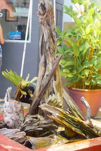 Close-up of plants against blurred background