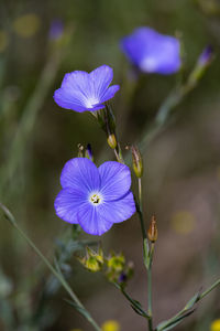 Close-up of purple flowering plant