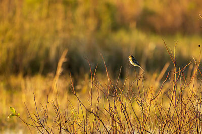 View of bird perching on grass