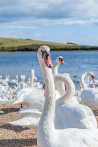 Close-up of swan in lake