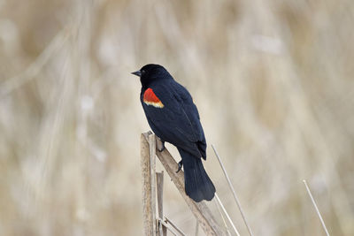 Red winged black bird on bullrush