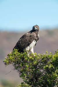 Martial eagle in bush with hills behind