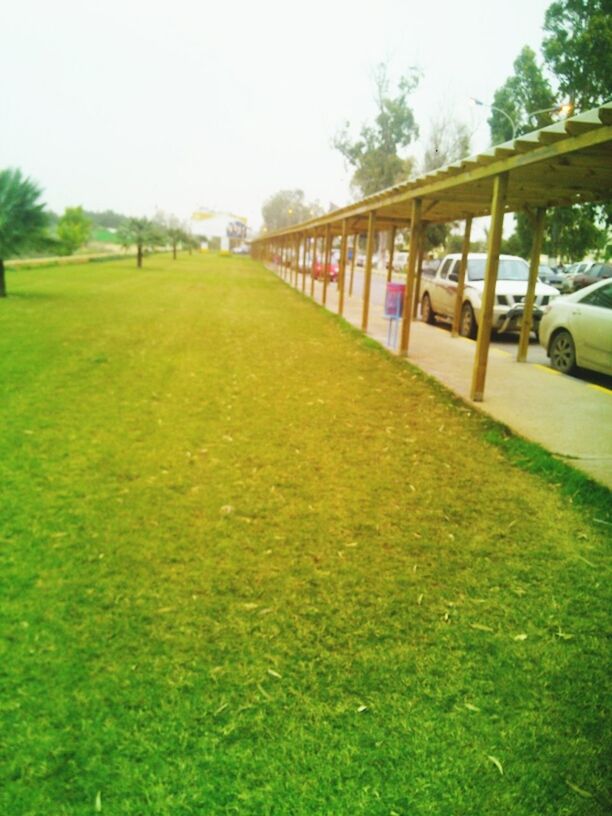 grass, clear sky, green color, tree, field, growth, grassy, nature, lawn, park - man made space, day, sky, built structure, tranquility, outdoors, green, beauty in nature, plant, copy space, no people