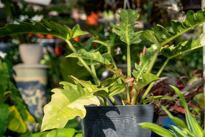 plant