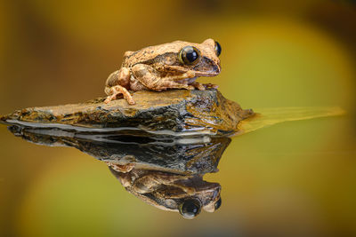 Close-up of frog on rock