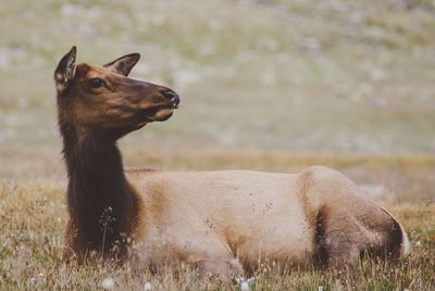 Close-up of sheep on field