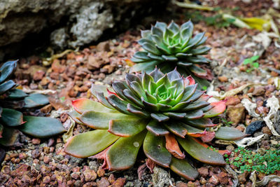 High angle view of succulent plant on field