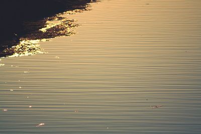 Reflection of trees in water