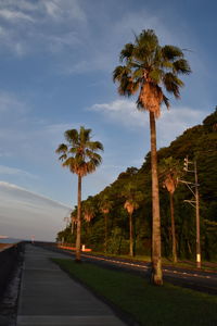 Palm trees by road against sky