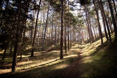 Trees in forest