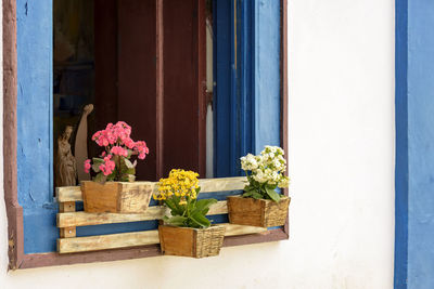 Potted plants on window sill