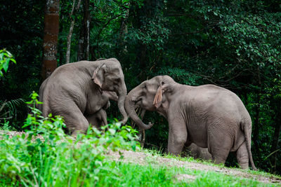 Elephant in a forest