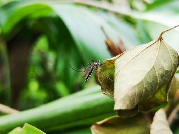 Close-up of butterfly on leaf