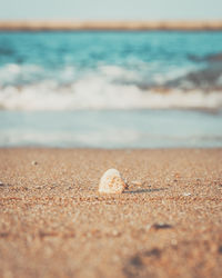 Surface level of shells on shore