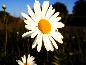 Close-up of white daisy