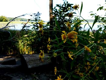 Close-up of yellow flowers