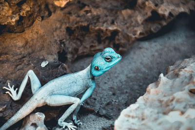 High angle view of lizard on rock