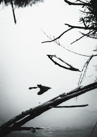 View of trees against sky