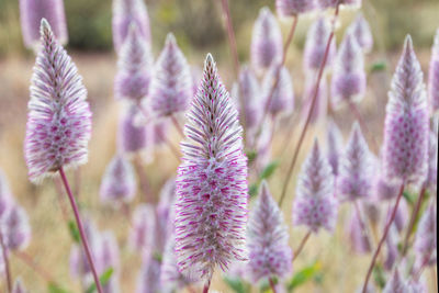 Close-up of purple flowering plant on field