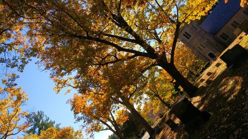 Low angle view of autumn trees