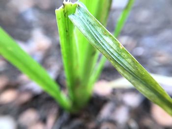 Close-up of plant growing outdoors