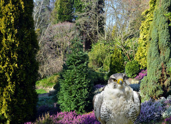 View of birds perching on plants in forest