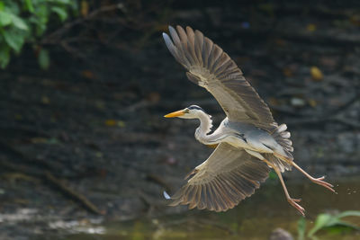 Bird flying