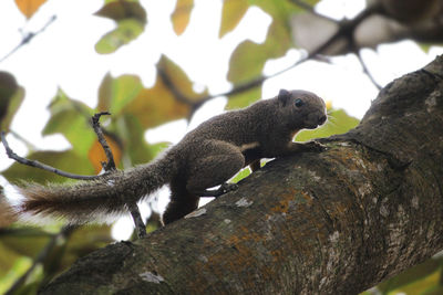 Close-up of lizard on branch