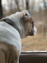 Close-up of an animal