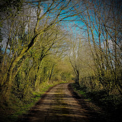 Road amidst trees in forest