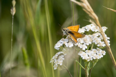 Close-up of insect on flower