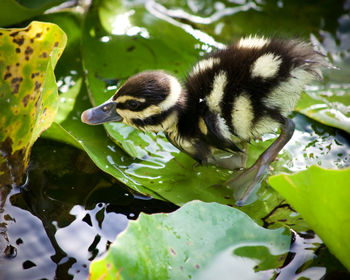 animal themes