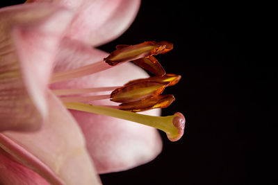 Close-up of flower against black background