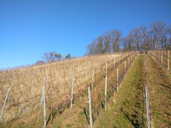 Scenic view of vineyard against clear blue sky