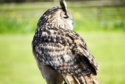 Close-up of bird perching on a tree