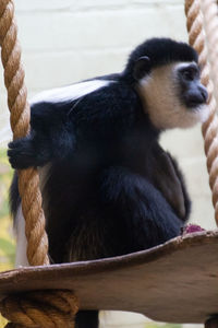 Close-up of a monkey