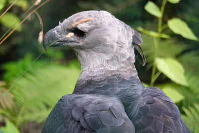 Close-up of a bird