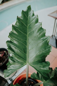 High angle view of leaves in potted plant