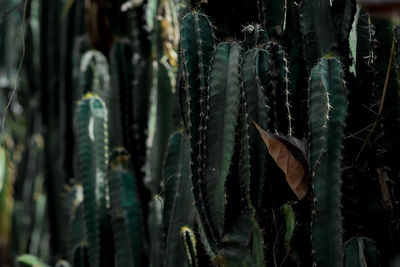 Close-up of succulent plant