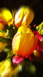 Close-up of yellow flower