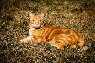 Portrait of ginger cat lying on grass