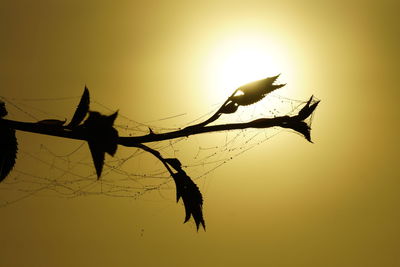 Close-up of a silhouette plant