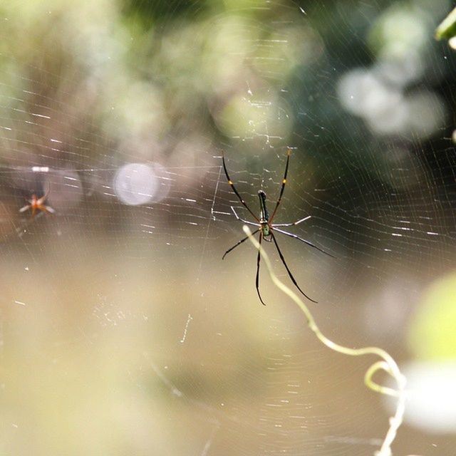 animal themes, animals in the wild, insect, one animal, spider, spider web, wildlife, focus on foreground, close-up, web, dragonfly, nature, selective focus, full length, arachnid, outdoors, zoology, no people, day