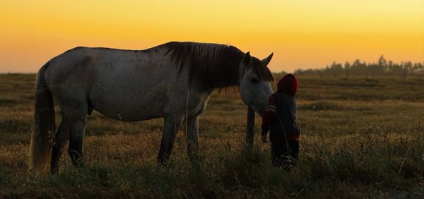 Horse standing on field against sky during sunset