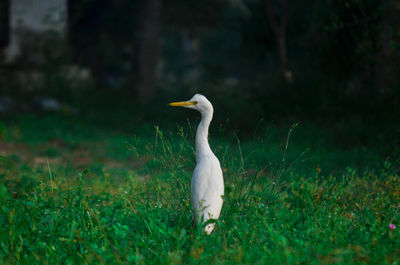 View of a bird on field