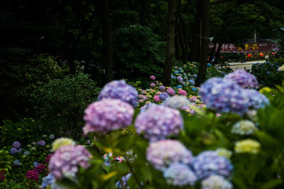 Close-up of flowers growing on tree