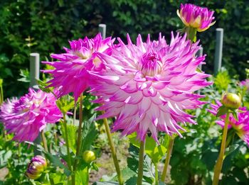 Close-up of pink flowers