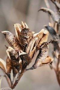 Close-up of wilted plant