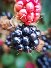 Close-up of berries growing on plant